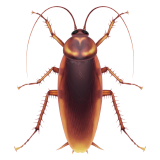Cucaracha