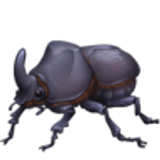 Escarabajo - Facebook