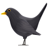 Pájaro negro