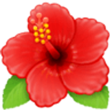Flor de hibisco - Facebook