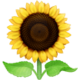 Girasol - Facebook