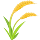 Espiga de arroz - Facebook