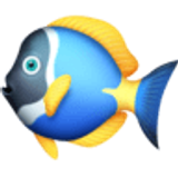 Pez tropical - Facebook