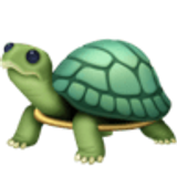 Tortuga - Facebook