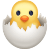 Pollito rompiendo el cascarón - Facebook