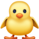 Pollito de frente - Facebook