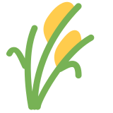 Espiga de arroz - Twitter / X