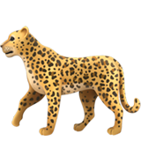 Leopardo