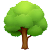 Árbol de hoja caduca - Facebook