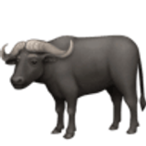 Búfalo de agua - Facebook