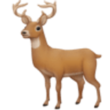 Ciervo - Facebook