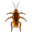 Cucaracha U+1FAB3 Cucaracha U+1FAB3