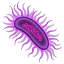 Microbio U+1F9A0 Microbio U+1F9A0